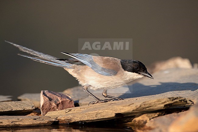 Adult Iberian Magpie (Cyanopica cooki) in Extremadura, Spain stock-image by Agami/Marc Guyt,
