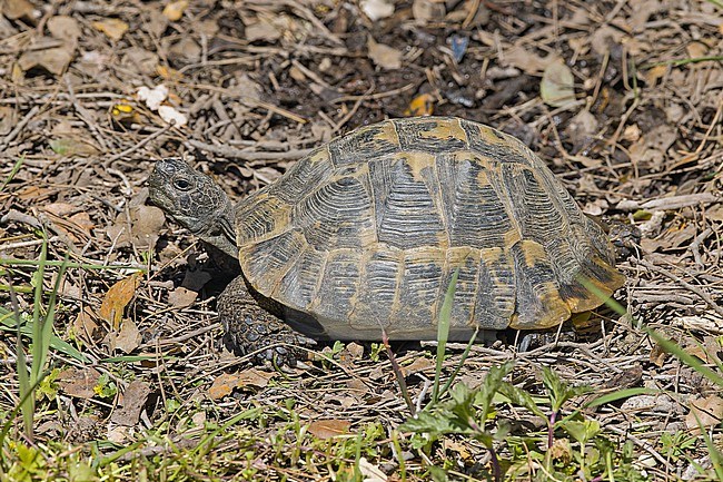 Hermann's tortoise (Testudo hermanni boettgeri) in Turkey. stock-image by Agami/Pete Morris,