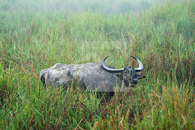 Wild Asian Wild Buffalo (Bubalus arnee) at Kaziranga stock-image by Agami/Marc Guyt,
