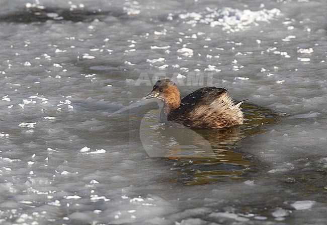 Wintering Little Grebe (Tachybaptus ruficollis) in the Netherlands. Swimming in a frozen lake. stock-image by Agami/Edwin Winkel,