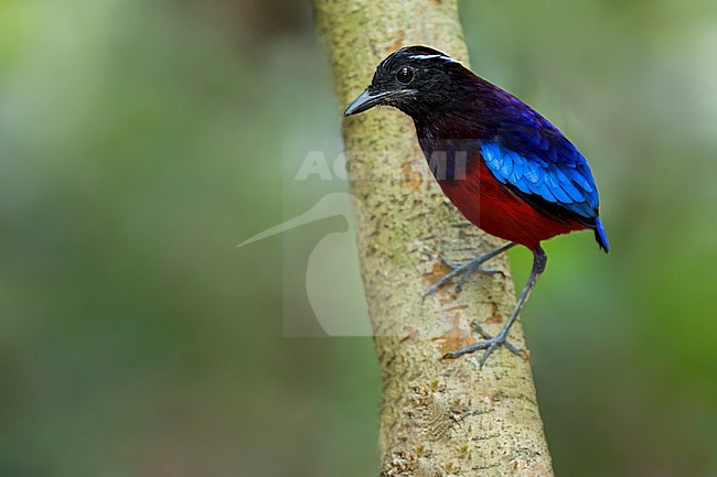 Black-crowned Pitta (Erythropitta ussheri) Perched on a branch in Borneo stock-image by Agami/Dubi Shapiro,