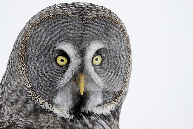 Laplanduil kop beeldvullend; Great Grey Owl head close-up stock-image by Agami/Markus Varesvuo,