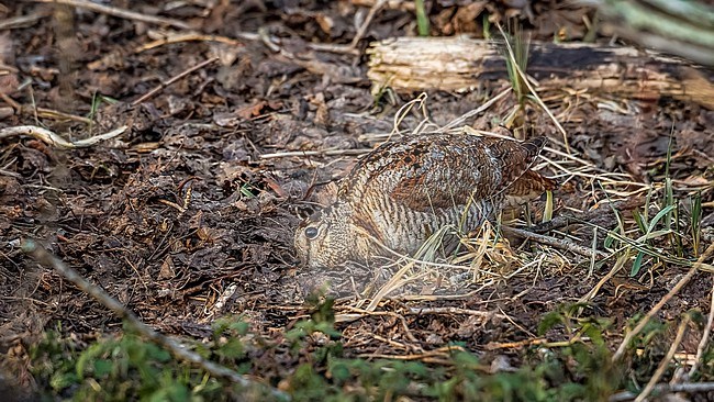 Eurasian Woodcock (Scolopax rusticola) seaching food on soil in Bourgoyen, Eastern Flanders, Belgium. stock-image by Agami/Vincent Legrand,