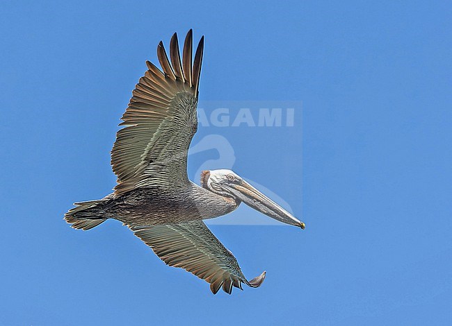 Adult Brown Pelican,Pelecanus occidentalis, in Panama. stock-image by Agami/Pete Morris,