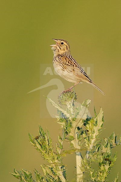 Adult
Kidder Co., ND
June 2020 stock-image by Agami/Brian E Small,