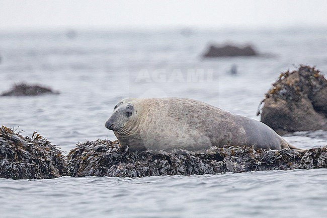 Grey seal (Halichoerus grypus) resting on a rock covered in algae, with the sea as background, Brittany, France. stock-image by Agami/Sylvain Reyt,
