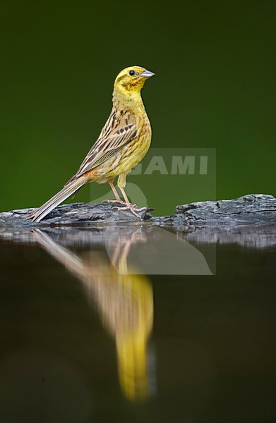 Geelgors, Yellowhammer, Emberiza citrinella stock-image by Agami/Jari Peltomäki,