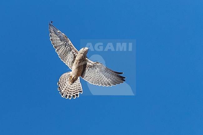 Immature Lesser Kestrel (Falco naumanni) in flight over a breeding colony in Spain. stock-image by Agami/Marc Guyt,