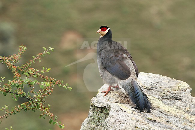 Tibetan Eared Pheasant (Crossoptilon harmani), also called ; Elwes' Eared Pheasant, walking around Xiongse Monastery in Tibet, China. stock-image by Agami/James Eaton,