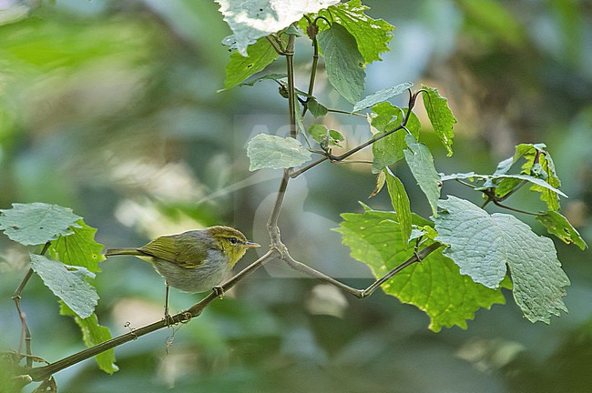 Yellow-throated Woodland Warbler (Phylloscopus ruficapilla) in Tanzania. stock-image by Agami/Pete Morris,