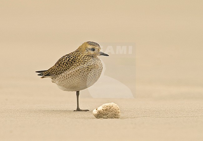 European Golden Plover on beach; Goudplevier op het strand stock-image by Agami/Marc Guyt,