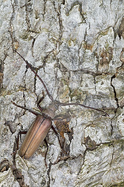 Megopis scabricornis - Körnerbock, Germany, imago, male stock-image by Agami/Ralph Martin,