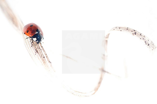 Lieveheersbeestje, Lady Beetle stock-image by Agami/Rob de Jong,
