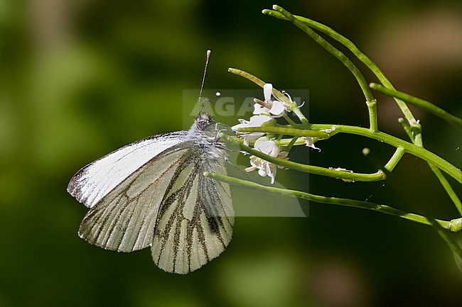 Green-veined White (Pieris napi) perched on green plant with white small flowers. stock-image by Agami/Bas Haasnoot,