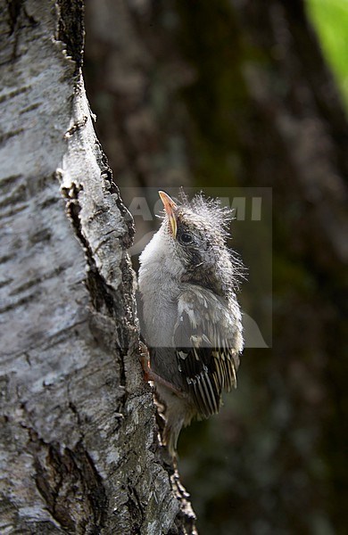 Juvenile Eurasian Treecreeper, Certhia familiaris, in Finland. Perched against a tree. stock-image by Agami/Tomi Muukkonen,