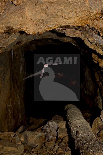 Blasius hoefijzerneus uitvliegend uit grot, Blasius horsehoebat leaving cave stock-image by Agami/Theo Douma,