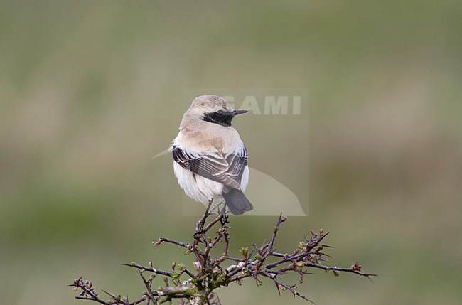 Woestijntapuit man zittend op tak; Desert Wheatear male perched on branch stock-image by Agami/Reint Jakob Schut,