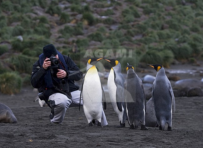 King Penguin with tourist; KoningspinguÃ¯n met toerist stock-image by Agami/Marc Guyt,