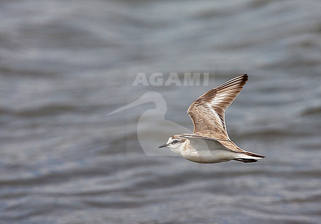 White-fronted Plover (Charadrius marginatus) at the coast in South Africa stock-image by Agami/Marc Guyt,