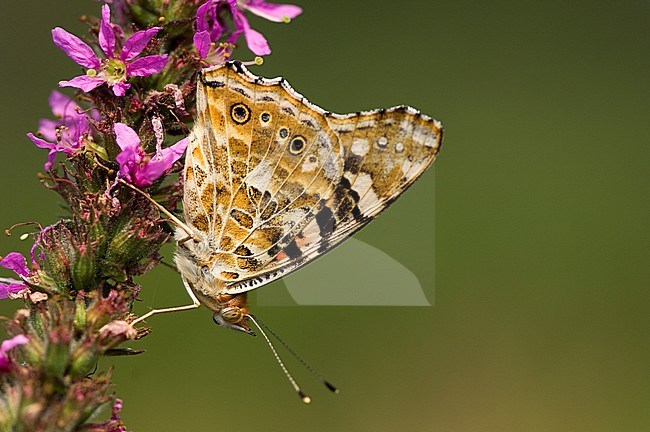 Distelvlinder / Painted Lady (Vanessa cardui) stock-image by Agami/Wil Leurs,