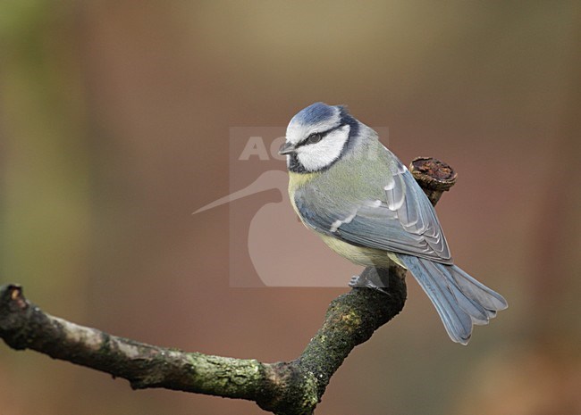 Adulte Pimpelmees in zit; Adult Blue Tit perched stock-image by Agami/Reint Jakob Schut,