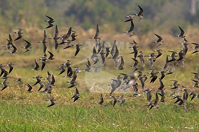 Huge flock of wintering Collared Pratincoles (Glareola pratincola) in flight in the Gambia. Flying low over rice paddies. Some Ruff in the mix. stock-image by Agami/Harvey van Diek,
