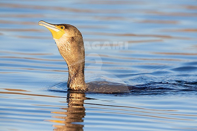 Great Cormorant (Phalacrocorax carbo sinensis), side view of a juvenile swimming in the water, Campania, Italy stock-image by Agami/Saverio Gatto,