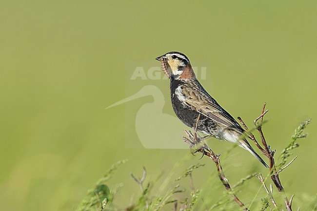 Adult male Chestnut-collared Longspur, Calcarius ornatus
Kidder Co., ND stock-image by Agami/Brian E Small,
