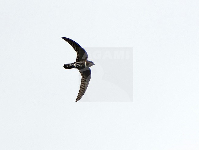 White-chested Swift (Cypseloides lemosi) in Northern Peru. Rare and poorly known. A fairly small swift, all black with variable white patch on chest. stock-image by Agami/Dani Lopez-Velasco,