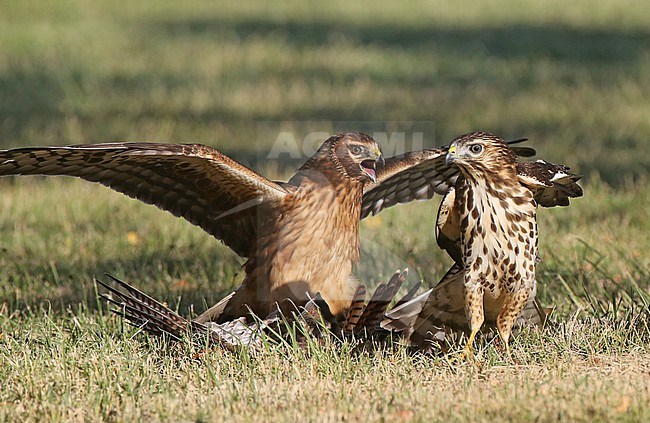 In Dry Tortugas National Park, Florida, USA, a Northern Harrier (Circus hudsonius) has trapped a kestrel.  During the altercation, a Broad-winged Hawk (Buteo platypterus) stops by.  The Kestrel eventually escaped, and it is not known if it was injured. Three species of raptor in one frame! stock-image by Agami/Tom Friedel,