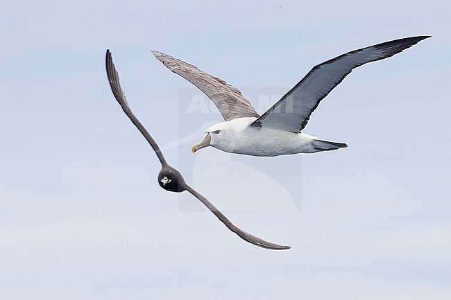 Shy Albatross (Thalassarche cauta), side view of an adult in flight, Western Cape, South Africa stock-image by Agami/Saverio Gatto,