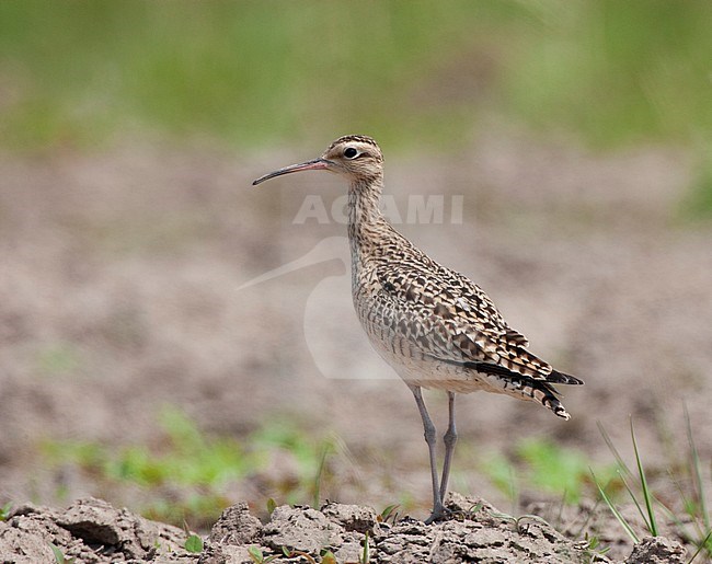 Little curlew perched stock-image by Agami/Roy de Haas,