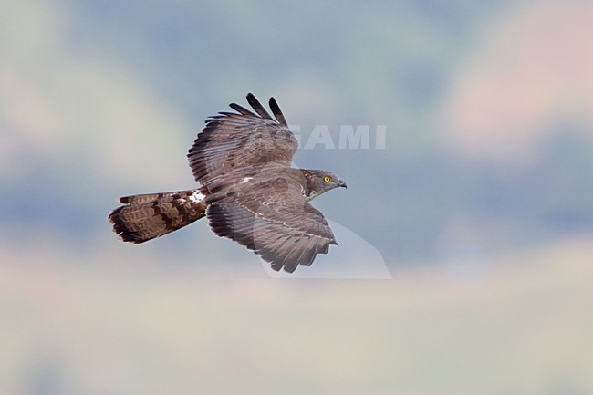 European Honey Buzzard flying; Wespendief vliegend stock-image by Agami/Daniele Occhiato,
