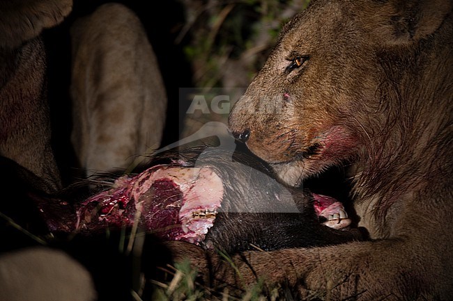 A lion, Panthera leo, feeding on a wildebeest carcass at night. Okavango Delta, Botswana. stock-image by Agami/Sergio Pitamitz,