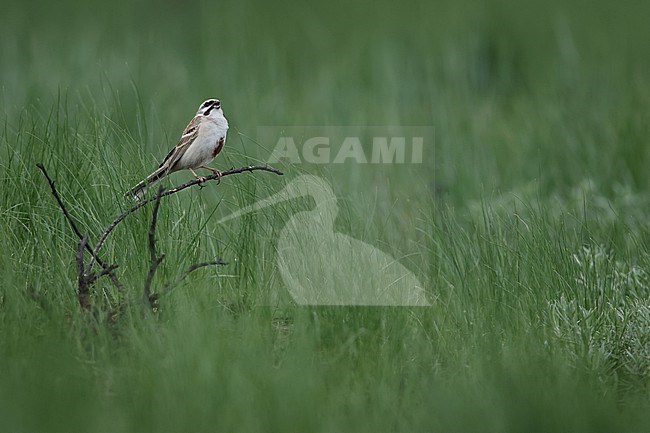 An adult singing male Rufous-backed Bunting or Jankowski's Bunting (Emberiza jankowskii) percing of a freshly burned branch of a bush in South Eastern Mongolia close to Chinese border in Dornod Aimag stock-image by Agami/Mathias Putze,