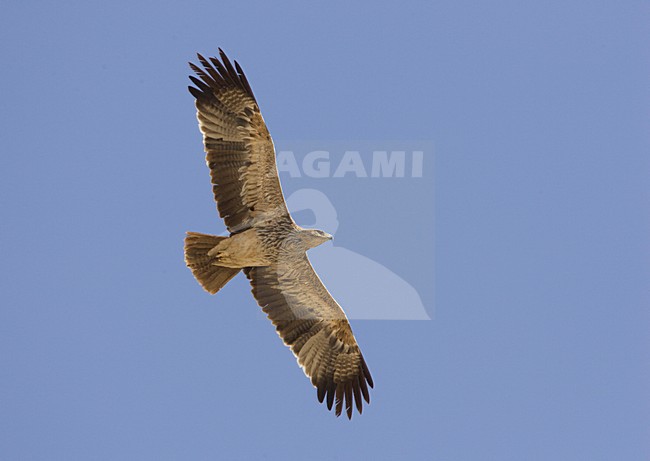 Keizerarend in vlucht; Asian Imperial Eagle in flight stock-image by Agami/Arie Ouwerkerk,