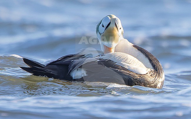 Male Spectacled Eider (Somateria fischeri) grooming before the coast of Texel, the Netherlands, with morning light from the side and back. stock-image by Agami/Lennart Verheuvel,