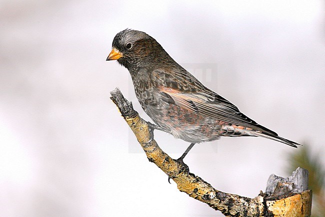 Adult male
Bernalillo Co., NM
December 2007 stock-image by Agami/Brian E Small,