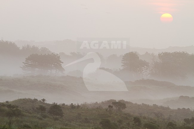 Mist over Berkheide, Fog over Berkheide stock-image by Agami/Menno van Duijn,