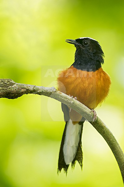 White-crowned Shama (Copsychus stricklandii) Perched on a branch in Borneo stock-image by Agami/Dubi Shapiro,