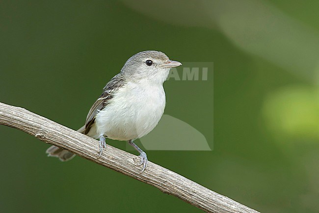 Adult Least Bell's Vireo (Vireo bellii pusillus) perched on branch in  Los Angeles Co., California, United States in spring stock-image by Agami/Brian E Small,