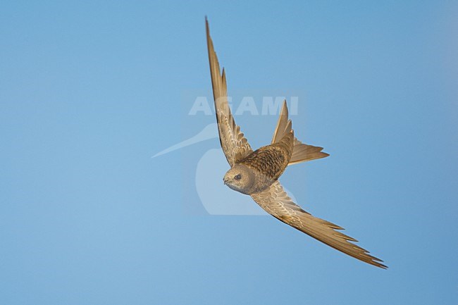 Vale Gierzwaluw in de vlucht; Pallid Swift in flight stock-image by Agami/Daniele Occhiato,