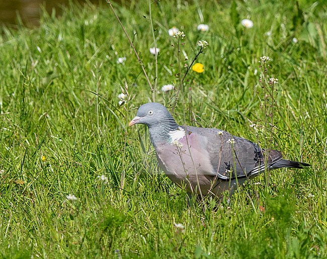 Common Wood Pigeon (Columba palumbus) in gras on Texel stock-image by Agami/Roy de Haas,