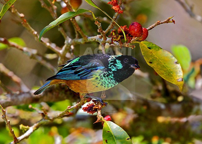 Spangle-cheeked Tanager (Tangara dowii) beautiful male perched in a tree stock-image by Agami/Greg & Yvonne Dean,
