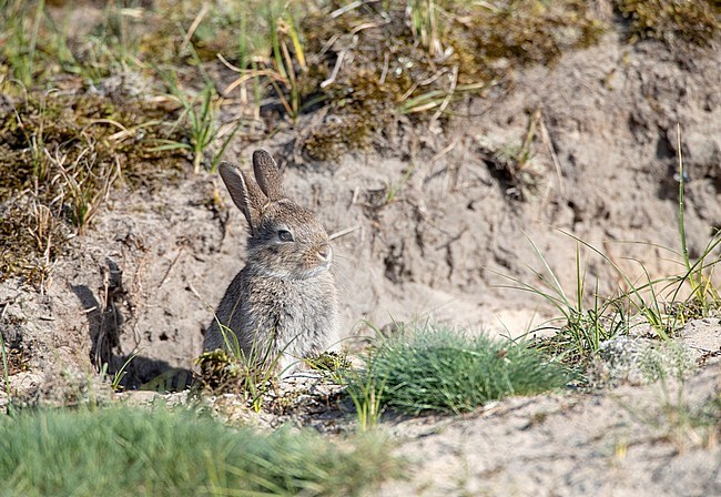 European Rabbit (Oryctolagus cuniculus), also known as Coney, in the dunes of Texel, Netherlands. Sitting in front of is hole. stock-image by Agami/Marc Guyt,