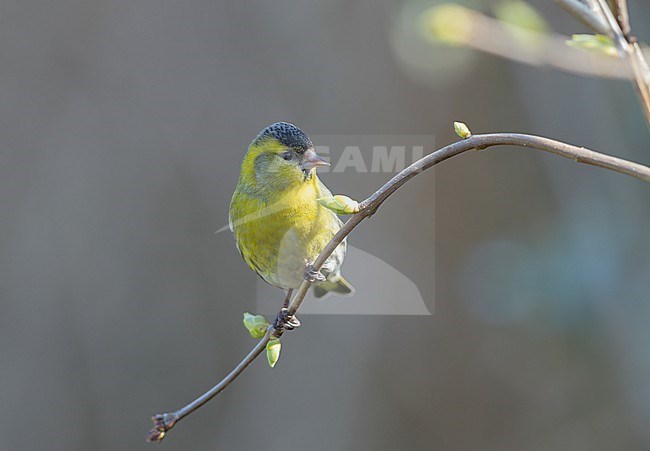 Adult male Eurasian Siskin (Spinus spinus) sitting on a twig stock-image by Agami/Ran Schols,