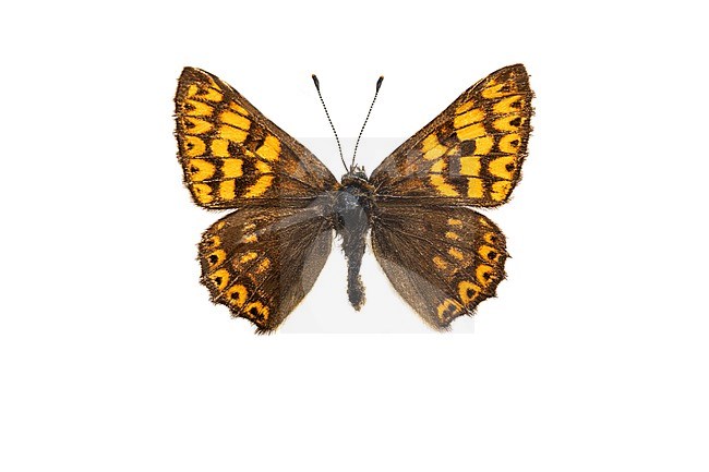 Duke of Burgundy Fritillary, Sleutelbloemvlinder, Hamearis lucina stock-image by Agami/Wil Leurs,