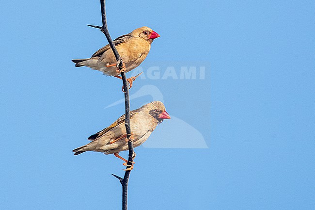 Two Red-billed Queleas (non-breeding males) perched on a wood stick. stock-image by Agami/David Monticelli,