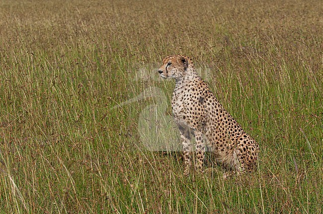 Portrait of an alerted cheetah, Acinonyx jubatus. Masai Mara National Reserve, Kenya. stock-image by Agami/Sergio Pitamitz,