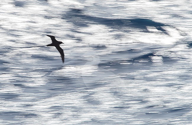 White-chinned Petrel (Procellaria aequinoctialis) flying above the southern pacific ocean off New Zealand. Photographed with slow shutterspeed and backlight. stock-image by Agami/Marc Guyt,